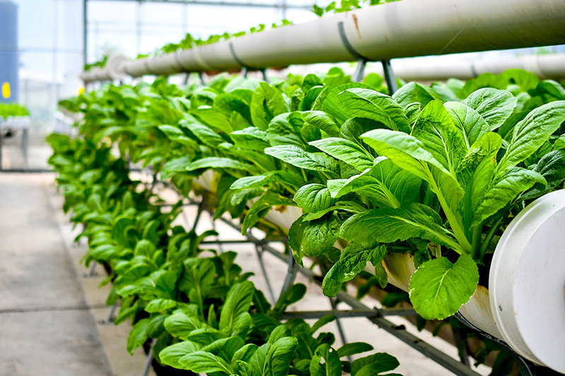 Indoor plant garden